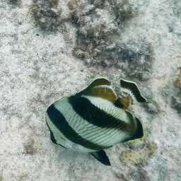 Banded butterflyfish, photo 8