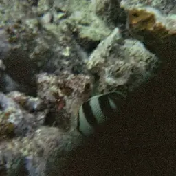Banded butterflyfish, photo 9
