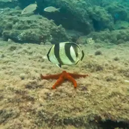 Banded butterflyfish, photo 10