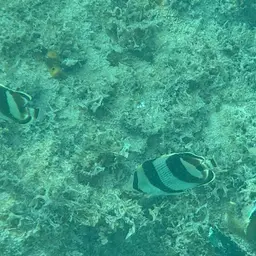 Banded butterflyfish, photo 11