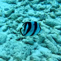 Banded butterflyfish, photo 12