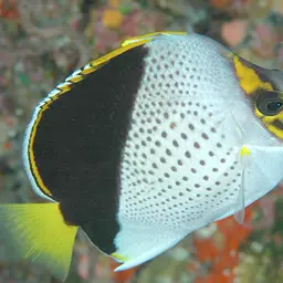 Tinker's Butterflyfish, photo 1