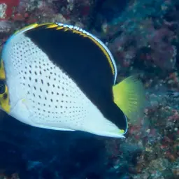 Tinker's Butterflyfish, photo 2
