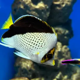 Tinker's Butterflyfish, photo 3