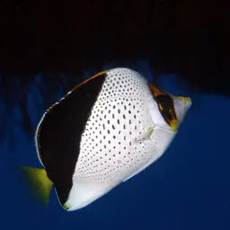 Tinker's Butterflyfish, photo 4