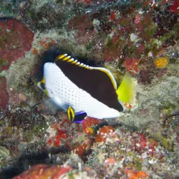 Tinker's Butterflyfish, photo 5