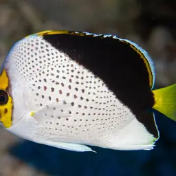 Tinker's Butterflyfish, photo 6