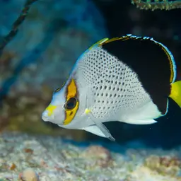 Tinker's Butterflyfish, photo 7