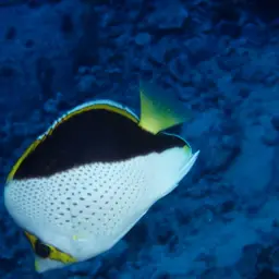 Tinker's Butterflyfish, photo 8