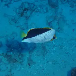 Tinker's Butterflyfish, photo 9