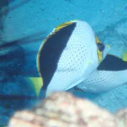 Tinker's Butterflyfish, photo 10