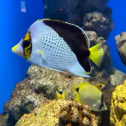 Tinker's Butterflyfish, photo 11