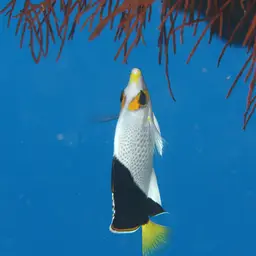 Tinker's Butterflyfish, photo 12