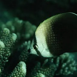 Tahiti Butterflyfish