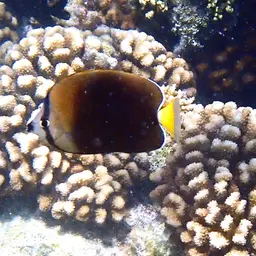 Tahiti Butterflyfish, photo 2