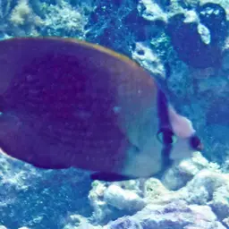 Tahiti Butterflyfish, photo 3
