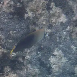 Tahiti Butterflyfish, photo 4