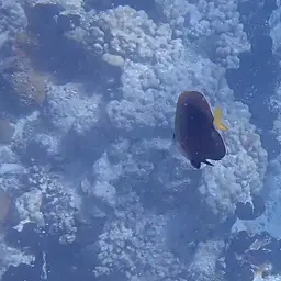 Tahiti Butterflyfish, photo 5