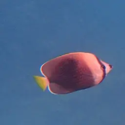 Tahiti Butterflyfish, photo 6