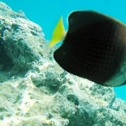 Tahiti Butterflyfish, photo 7