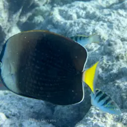Tahiti Butterflyfish, photo 8