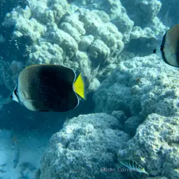 Tahiti Butterflyfish, photo 9