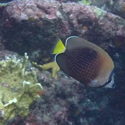 Tahiti Butterflyfish, photo 10