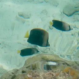 Tahiti Butterflyfish, photo 11