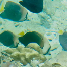 Tahiti Butterflyfish, photo 12