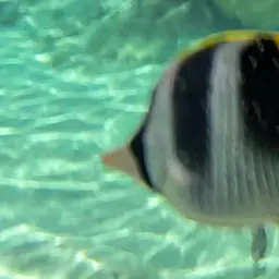 Pacific Double-saddle Butterflyfish, photo 2