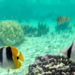 Pacific Double-saddle Butterflyfish, photo 3