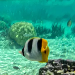 Pacific Double-saddle Butterflyfish, photo 4