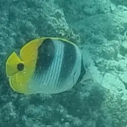 Pacific Double-saddle Butterflyfish, photo 5