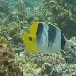 Pacific Double-saddle Butterflyfish, photo 6