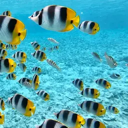 Pacific Double-saddle Butterflyfish, photo 7