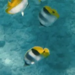 Pacific Double-saddle Butterflyfish, photo 8