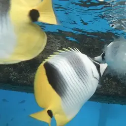 Pacific Double-saddle Butterflyfish, photo 9