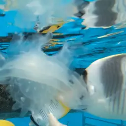 Pacific Double-saddle Butterflyfish, photo 10
