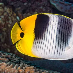 Pacific Double-saddle Butterflyfish, photo 11