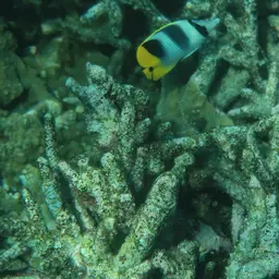 Pacific Double-saddle Butterflyfish, photo 12