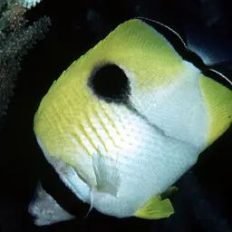 Limespot Butterflyfish