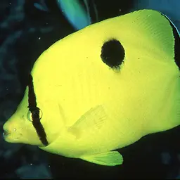 Limespot Butterflyfish, photo 2