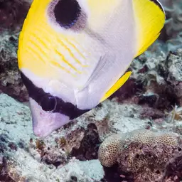 Limespot Butterflyfish, photo 3