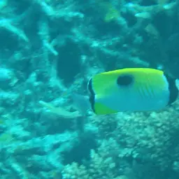 Limespot Butterflyfish, photo 4
