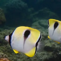 Limespot Butterflyfish, photo 5