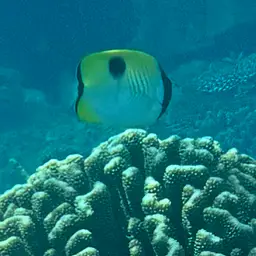 Limespot Butterflyfish, photo 6
