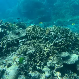 Limespot Butterflyfish, photo 7