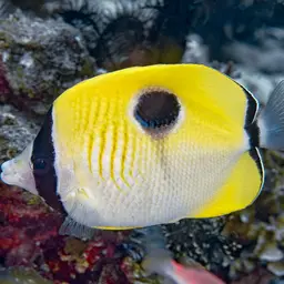 Limespot Butterflyfish, photo 8