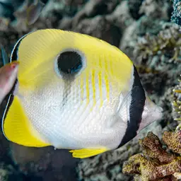 Limespot Butterflyfish, photo 9