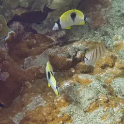 Limespot Butterflyfish, photo 10